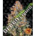10 UND FEM - BUBBA KUSH BARNEY'S FARM 10 UND FEMINIZADAS