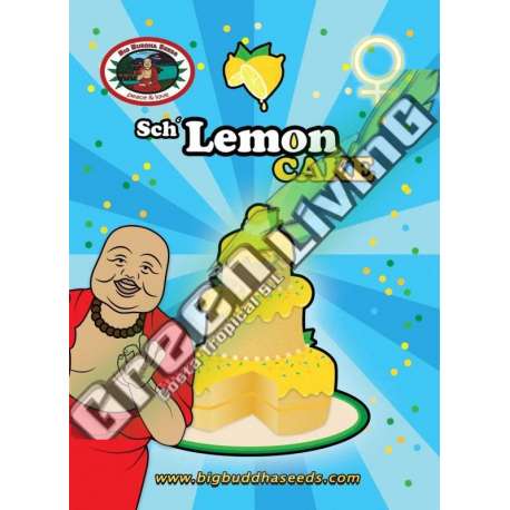 10 UND FEM - LEMON CAKE BIG BUDDHA SEEDS 10 UND FEMINIZADAS
