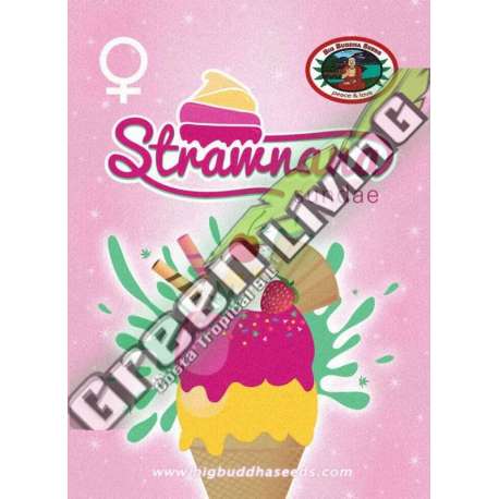 10 UND FEM - STRAWNANA SUNDAE BIG BUDDHA SEEDS 10 UND FEMINIZADAS