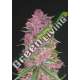 5 UND FEM - PURPLE LEMONADE FASTBUDS SEEDS FEMINIZADA 5 UND