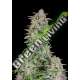 5 UND FEM - FORBIDDEN RUNTZ AUTO FASTBUDS SEEDS FEMINIZADA 5 UND