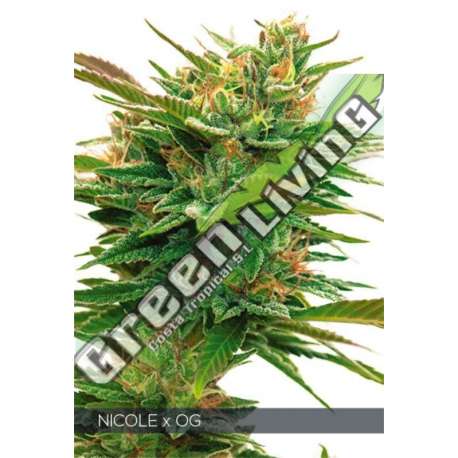 10 UND FEM - NICOLE X OG VISION SEEDS 10 UND FEM