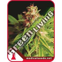 10 UND FEM - RED CROSS CBD MEDICAL SEEDS 10 UND FEM