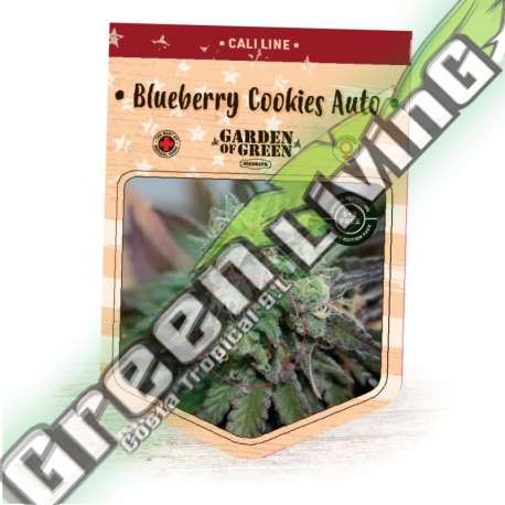 10 UND FEM - BLUEBERRY COOKIES AUTO GARDEN OF GREEN 10 UND FEMINIZADAS