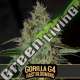 9 UND FEM - GORILLA GLUE 4 FBV BLIMBURN SEEDS 9 UND FEMINIZADAS