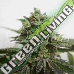 10 UND FEM - DELIMED CBD PLUS (CBD FAMILY) DELICIOUS 10 UND FEMINIZADAS