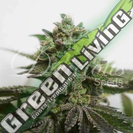 10 UND FEM - DELIMED CBD PLUS (CBD FAMILY) DELICIOUS 10 UND FEMINIZADAS