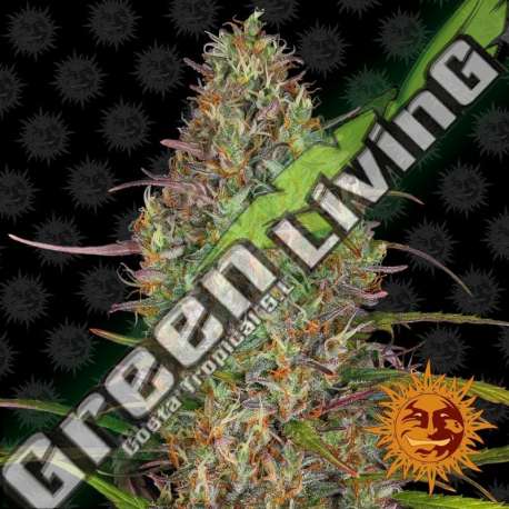 10 UND FEM - GLUE GELATO AUTO BARNEY'S FARM 10 UND FEMINIZADAS