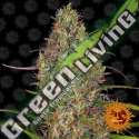 10 UND FEM - GLUE GELATO AUTO BARNEY'S FARM 10 UND FEMINIZADAS