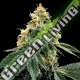 6 UND FEM - KOSHER DAWG DNA GENETIC 6 UND FEMINIZADAS