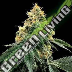 6 UND FEM - KOSHER DAWG DNA GENETIC 6 UND FEMINIZADAS
