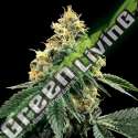 6 UND FEM - KOSHER DAWG DNA GENETIC 6 UND FEMINIZADAS