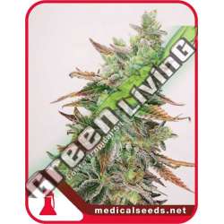 10 UND FEM - BANANA PURP MEDICAL SEEDS 10 UND FEM