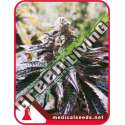 10 UND FEM - COOKIES PURPLE PUNCH MEDICAL SEEDS 10 UND FEM