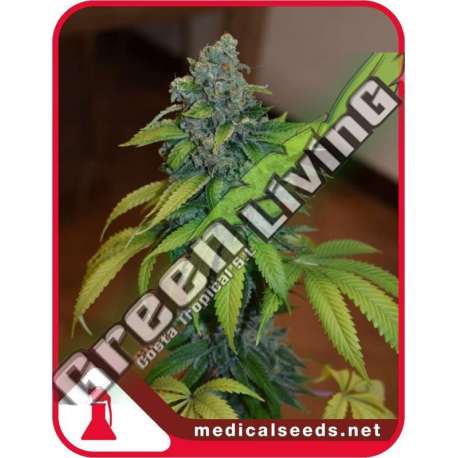 10 UND FEM - ZKITTLEZ MEDICAL SEEDS 10 UND FEM