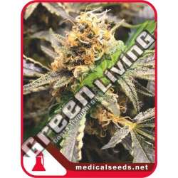 10 UND FEM - RECOVERY CBD MEDICAL SEEDS 10 UND FEM