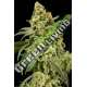 6 UND FEM - PEACHES 'N' CHEESE HOUSE OF THE GREAT GARDENER FEMINIZADA 6 UND