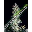 25 UND FEM - RITTUS HAZE ABSOLUTE CANNABIS SEEDS 25 UND FEM