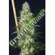 6 UND FEM - ISLAND SWEET BARB HOUSE OF THE GREAT GARDENER FEMINIZADA 6 UND