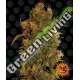 10 UND FEM - GORILLA GLUE AUTO BARNEY'S FARM 10 UND FEMINIZADAS