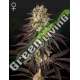 10 UND FEM - KONG'S KRUSH GREEN HOUSE 10 UND FEMINIZADAS