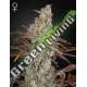 10 UND FEM - JACK'S DREAM GREEN HOUSE 10 UND FEMINIZADAS
