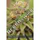 10 UND FEM - PURE GELATO VISION SEEDS 10 UND FEM