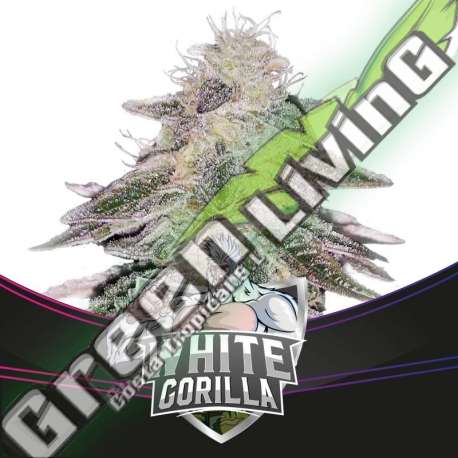 12 UND FEM - WHITE GORILLA - DRAFT LINE BSF SEEDS 12 UND FEMINIZADAS