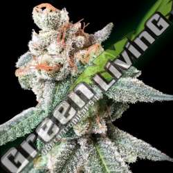 6 UND FEM - BT7 DNA GENETICS FEMINIZADA 6 UND