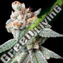 6 UND FEM - BT7 DNA GENETICS FEMINIZADA 6 UND