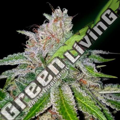 6 UND FEM - CHERRY 18 DNA GENETICS FEMINIZADA 6 UND