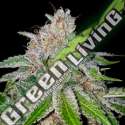 6 UND FEM - CHERRY 18 DNA GENETICS FEMINIZADA 6 UND