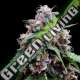 6 UND FEM - LEMON 18 DNA GENETICS FEMINIZADA 6 UND