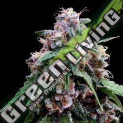 6 UND FEM - LEMON 18 DNA GENETICS FEMINIZADA 6 UND
