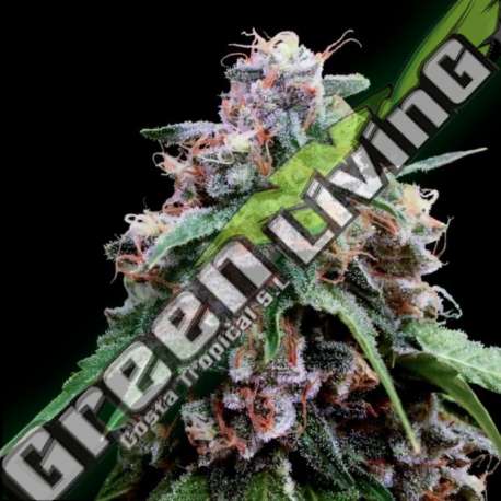 6 UND FEM - LEMON 18 DNA GENETICS FEMINIZADA 6 UND