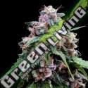 6 UND FEM - LEMON 18 DNA GENETICS FEMINIZADA 6 UND