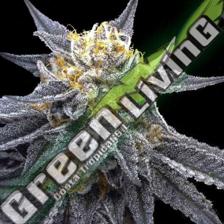 6 UND FEM - SSOG DNA GENETICS FEMINIZADA 6 UND