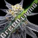 6 UND FEM - SSOG DNA GENETICS FEMINIZADA 6 UND