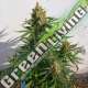 10 UND FEM - LEMON HAZE AUTO EXPERT 10 UND FEMINIZADAS