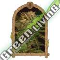 10 UND FEM - DR. GREENMAN PURE CBD EXOTIC SEED FEMINIZADA 10 UND