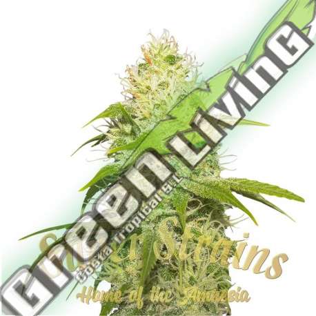 10 UND FEM - LA JEFA SUPER STRAINS 10 UND FEMINIZADAS