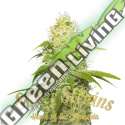 10 UND FEM - LA JEFA SUPER STRAINS 10 UND FEMINIZADAS