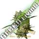 10 UND FEM - IBIZA FARMER'S SUPER STRAINS 10 UND FEMINIZADAS