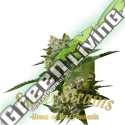 10 UND FEM - IBIZA FARMER'S SUPER STRAINS 10 UND FEMINIZADAS