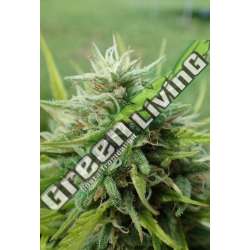 10 UND FEM - COOKIES KRUSH SUPER STRAINS 10 UND FEMINIZADAS