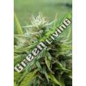 10 UND FEM - COOKIES KRUSH SUPER STRAINS 10 UND FEMINIZADAS