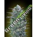 25 UND FEM - CRITICAL LEMON ADVANCED SEEDS 25 UND FEM