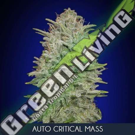 25 UND FEM - AUTO CRITICAL MASS ADVANCED SEEDS 25 UND FEM