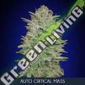 25 UND FEM - AUTO CRITICAL MASS ADVANCED SEEDS 25 UND FEM