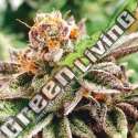 10 UND FEM - DOSIDOSS THE KUSH BROTHERS SEEDS 10 UND FEMINIZADA